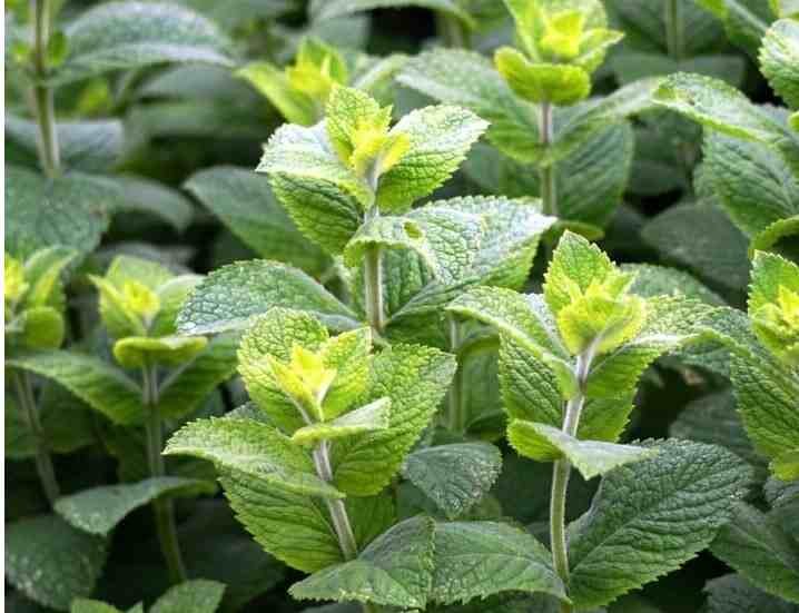 12 Herbs You Can Grow in Water-Peppermint