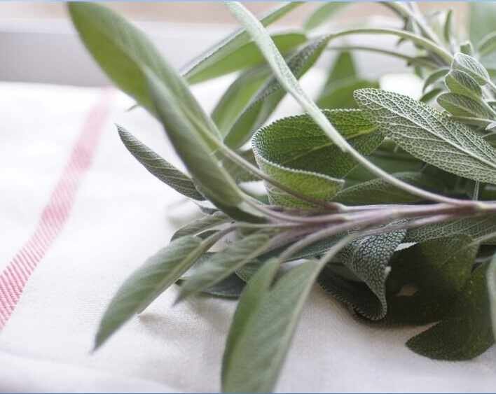 12 Herbs You Can Grow in Water2-Sage