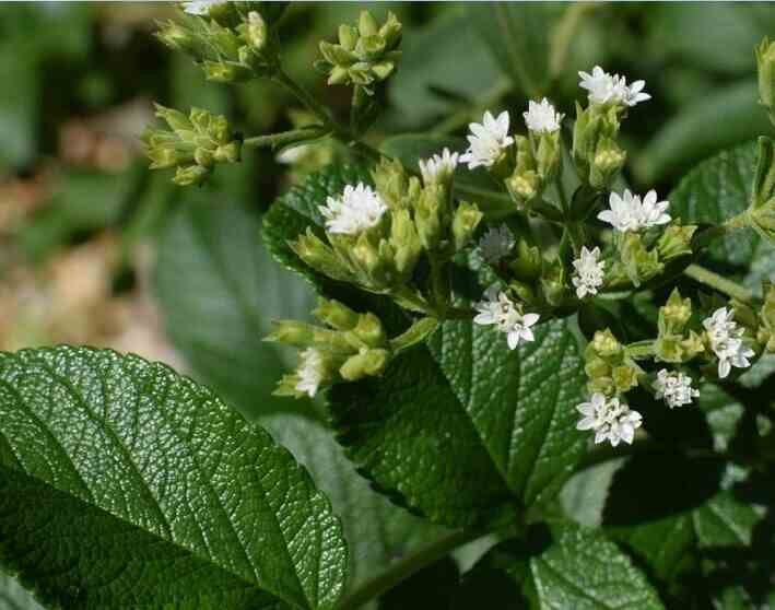 12 Herbs You Can Grow in Water-Stevia