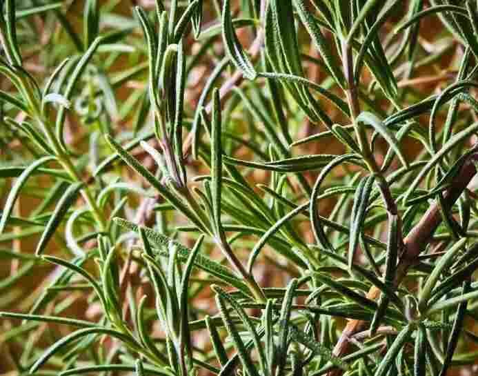 12 Herbs You Can Grow in Water-Rosemary