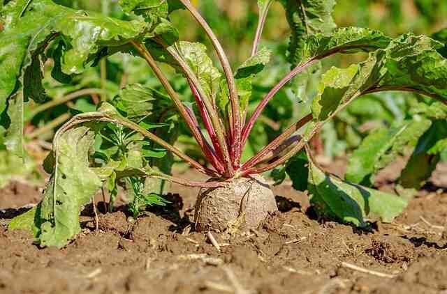 Beetroot Bonanza