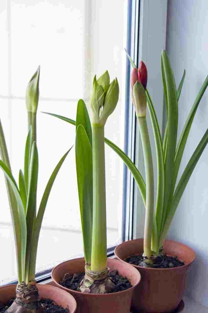 Bring Your Houseplant Back to Life!