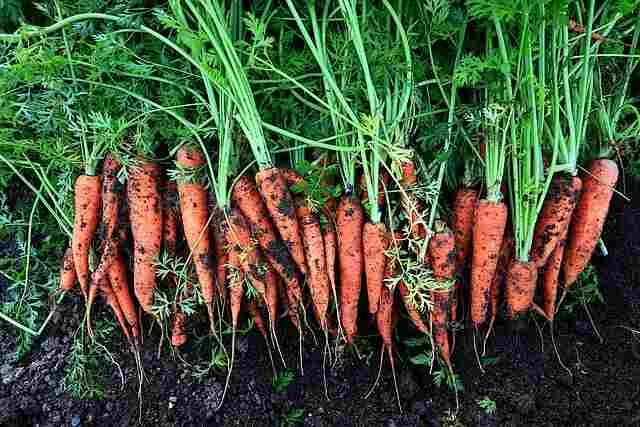 Container Carrots: Easy Growing Tips