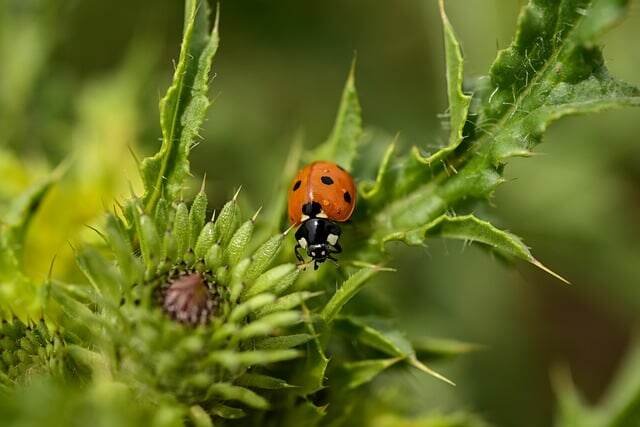 Garden Weed Warfare: Avoid These Common Mistakes