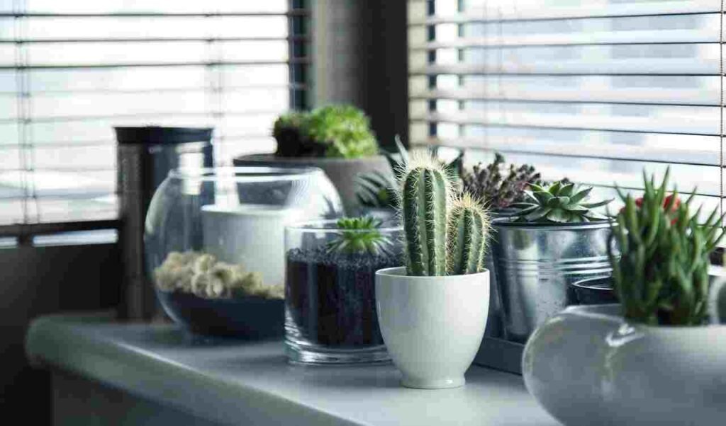 Gentle Steps for Repotting Your Cactus