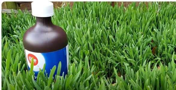 Hydrogen Peroxide: Plant and Garden Benefits.