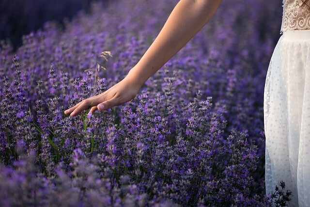 Lavender Cultivation Mastery: Pro Tips for Abundant Growth