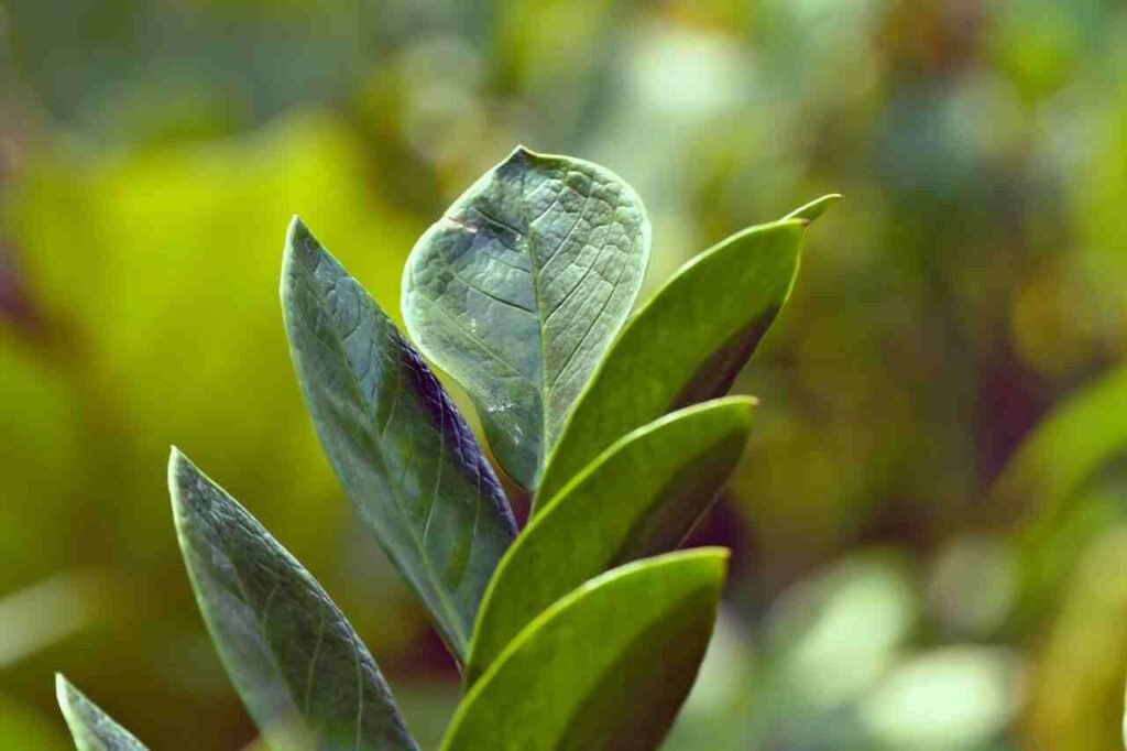 Low Light Plants-ZZ plant