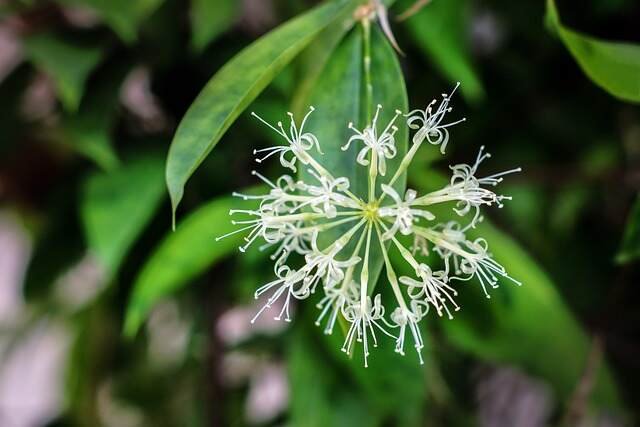 Low Light Plants-Dracaenas