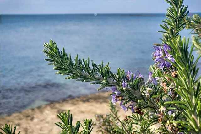 Rosemary Growing Guide