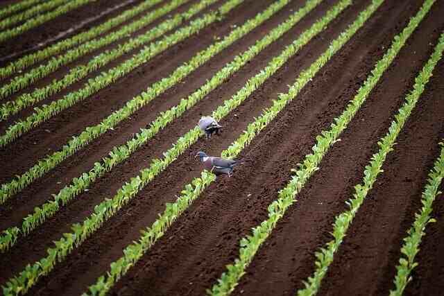 Seed Starting Simplified: A Beginner’s Guide to Growing Vegetables