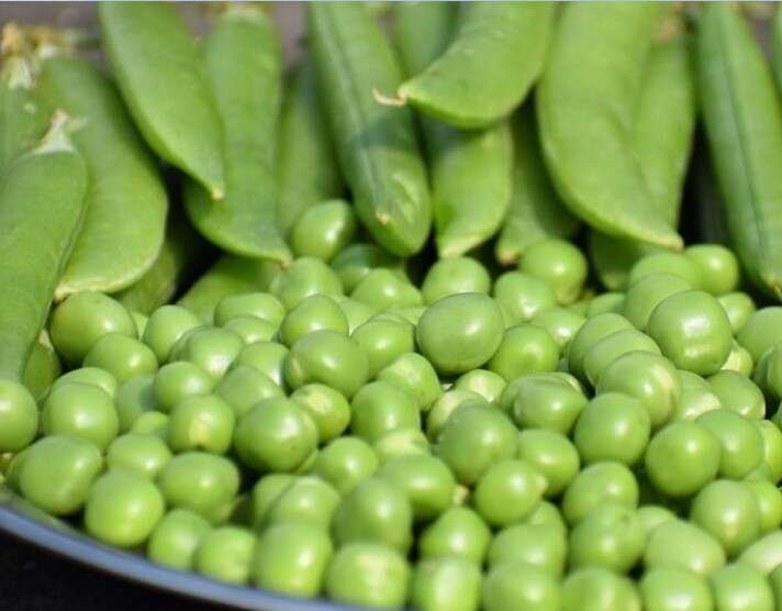 Shade-Loving Vegetable Plants for Your Garden Sanctuary-Peas