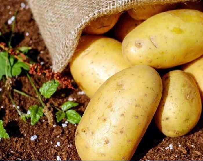 Shade-Loving Vegetable Plants for Your Garden Sanctuary-Potatoes