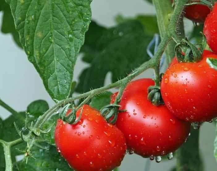 Shade-Loving Vegetable Plants for Your Garden Sanctuary-Tomatoes