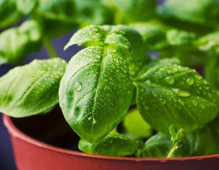 Shade-Loving Vegetable Plants for Your Garden Sanctuary- Basil