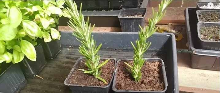 Simple Methods for Growing Rosemary from Cuttings -Rosemary