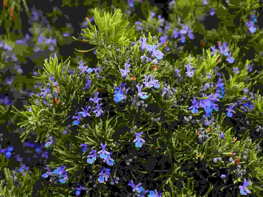 Simple Methods for Growing Rosemary from Cuttings