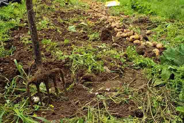 Smart Soil Solutions: Avoid These Common Mistakes