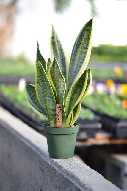 Speeding Up Growth Your Snake Plant