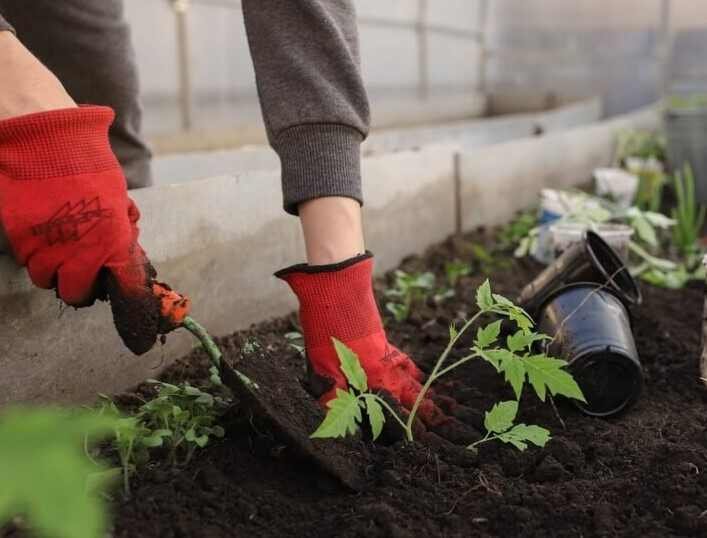 Tomato Cultivation A Comprehensive Guide-Planting In The Garden