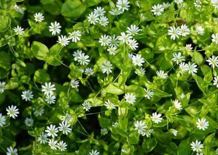 Top 10 Wild Edibles-Chickweed (Stellaria media)