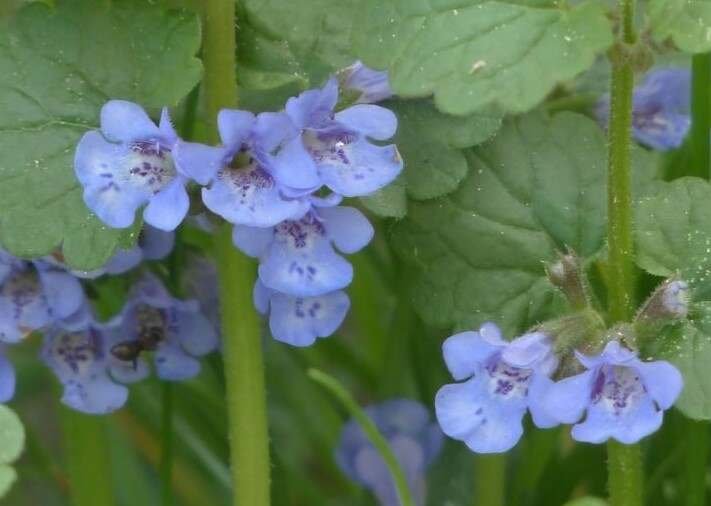 Top 10 Wild Edibles-Ground Ivy (Glechoma hederacea)