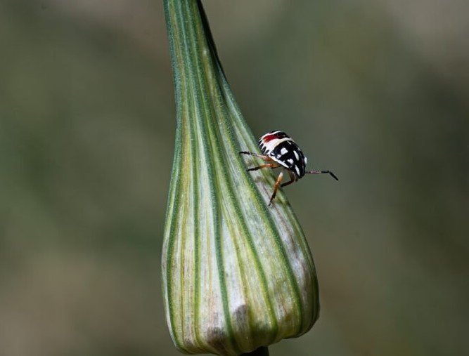 Top 10 Wild Edibles-Wild Onion / Garlic (Allium vineale)