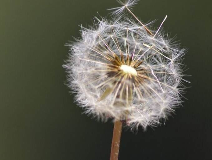 Top 10 Wild Edibles-Dandelion (Taraxacum officinale)