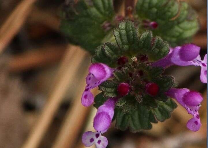 Top 10 Wild Edibles-Henbit (Lamium amplexicaule)