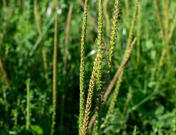 Top 10 Wild Edibles-Plantain (Plantago major)