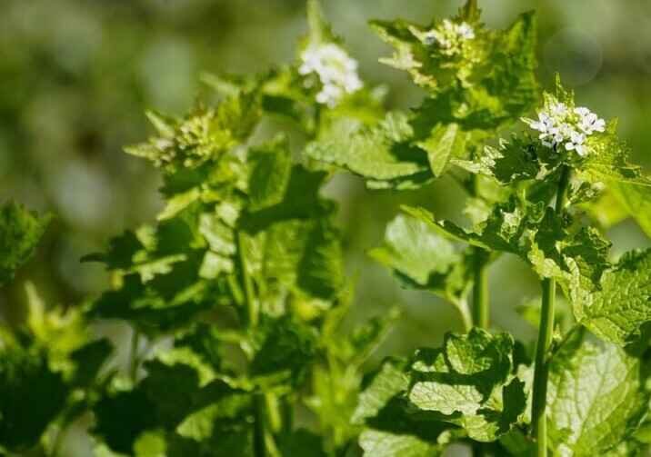 Top 10 Wild Edibles-Garlic Mustard (Alliaria petiolata)