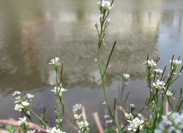 Top 10 Wild Edibles-Bittercress (Cardamine hirsuta)