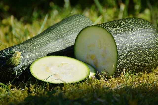 Zucchini Growing Guide – Part 1