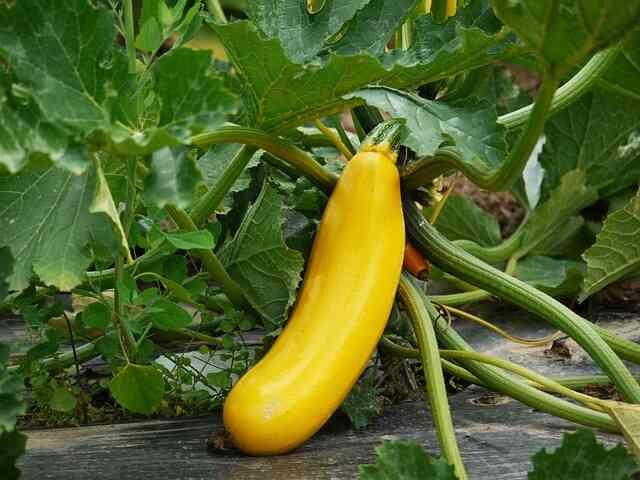 Zucchini Growing Guide – Part 2