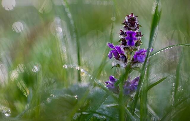 10 Invasive Yard Plants to Avoid-Bugleweed