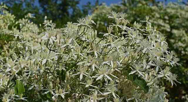 10 Invasive Yard Plants to Avoid-Sweet Autumn Clematis