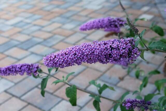 10 Invasive Yard Plants to Avoid-Butterfly Bush