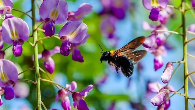 10 Invasive Yard Plants to Avoid- Chinese Wisteria