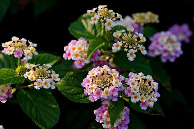 10 Invasive Yard Plants to Avoid-Lantana