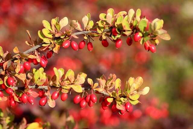 10 Invasive Yard Plants to Avoid-Barberry