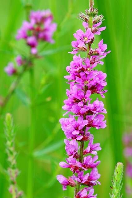 10 Invasive Yard Plants to Avoid-Purple Loosestrife