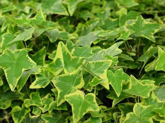 10 Invasive Yard Plants to Avoid