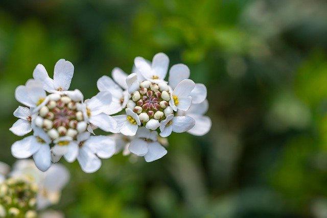 15 Best Evergreen Ground Covers for Your Garden-Iberis