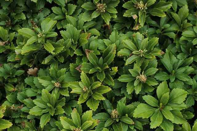 15 Best Evergreen Ground Covers for Your Garden-Japanese Spurge