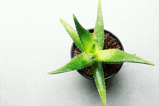 Balcony Blossoms-Aloe Vera