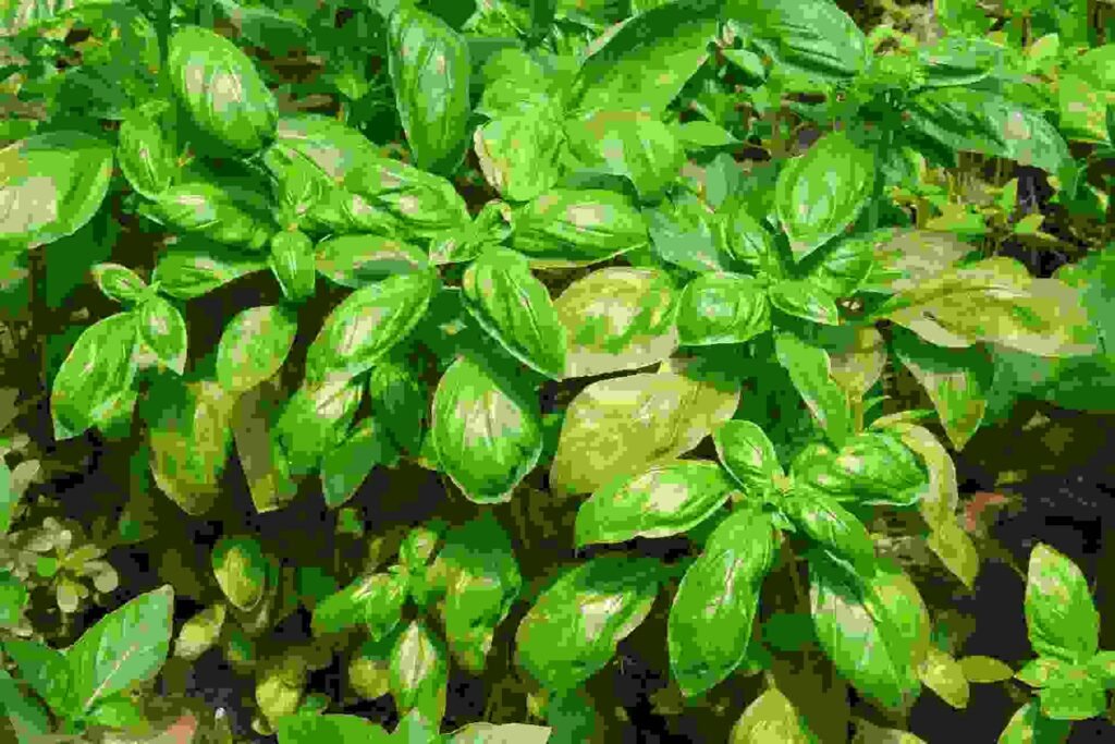 Balcony Blossoms-Basil