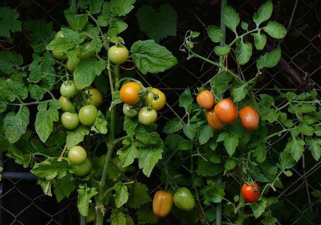 Best Companion Plants for Tomatoes