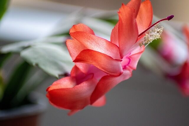 Christmas Cactus: Care, Blooms, and Propagation Made Simple