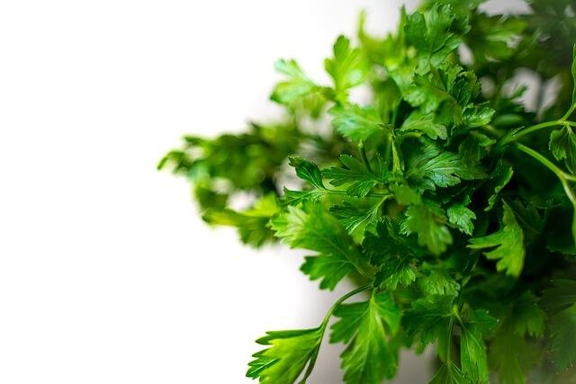 Discover What Happens When These 5 Veggies Go to Seed!- Cilantro