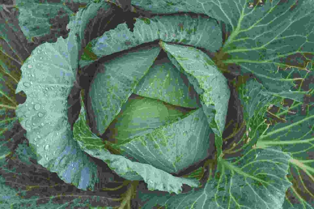 Discover What Happens When These 5 Veggies Go to Seed!- Cabage